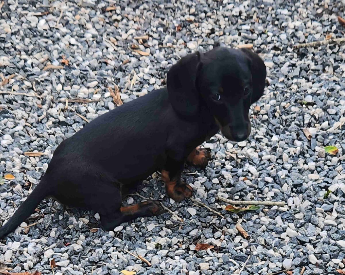 Miniature Dachshund Puppies breeder image 16