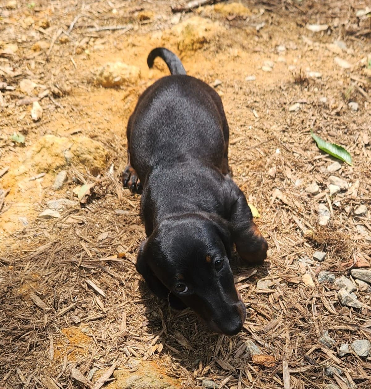 Miniature Dachshund Puppies breeder image 15