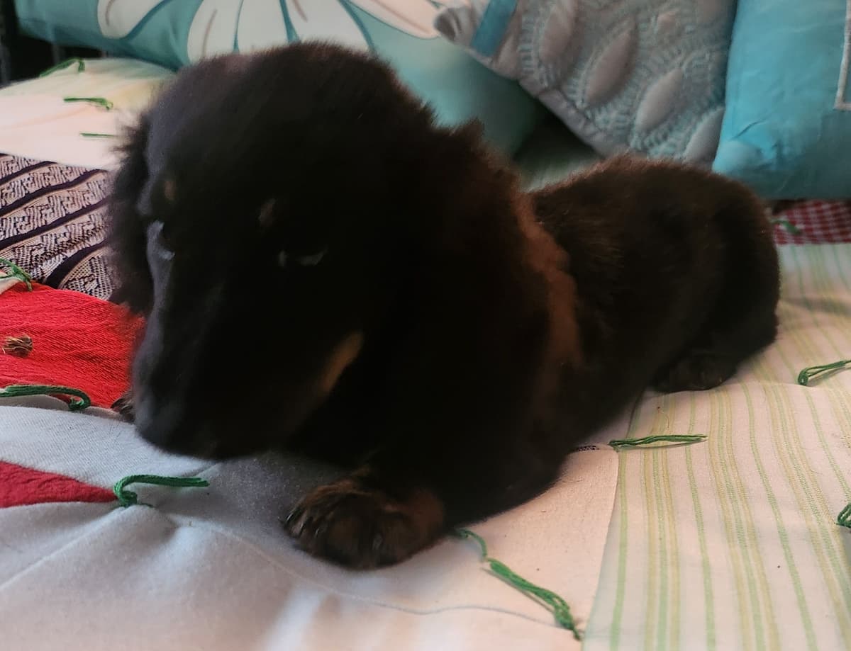 Miniature Dachshund Puppies breeder image 18