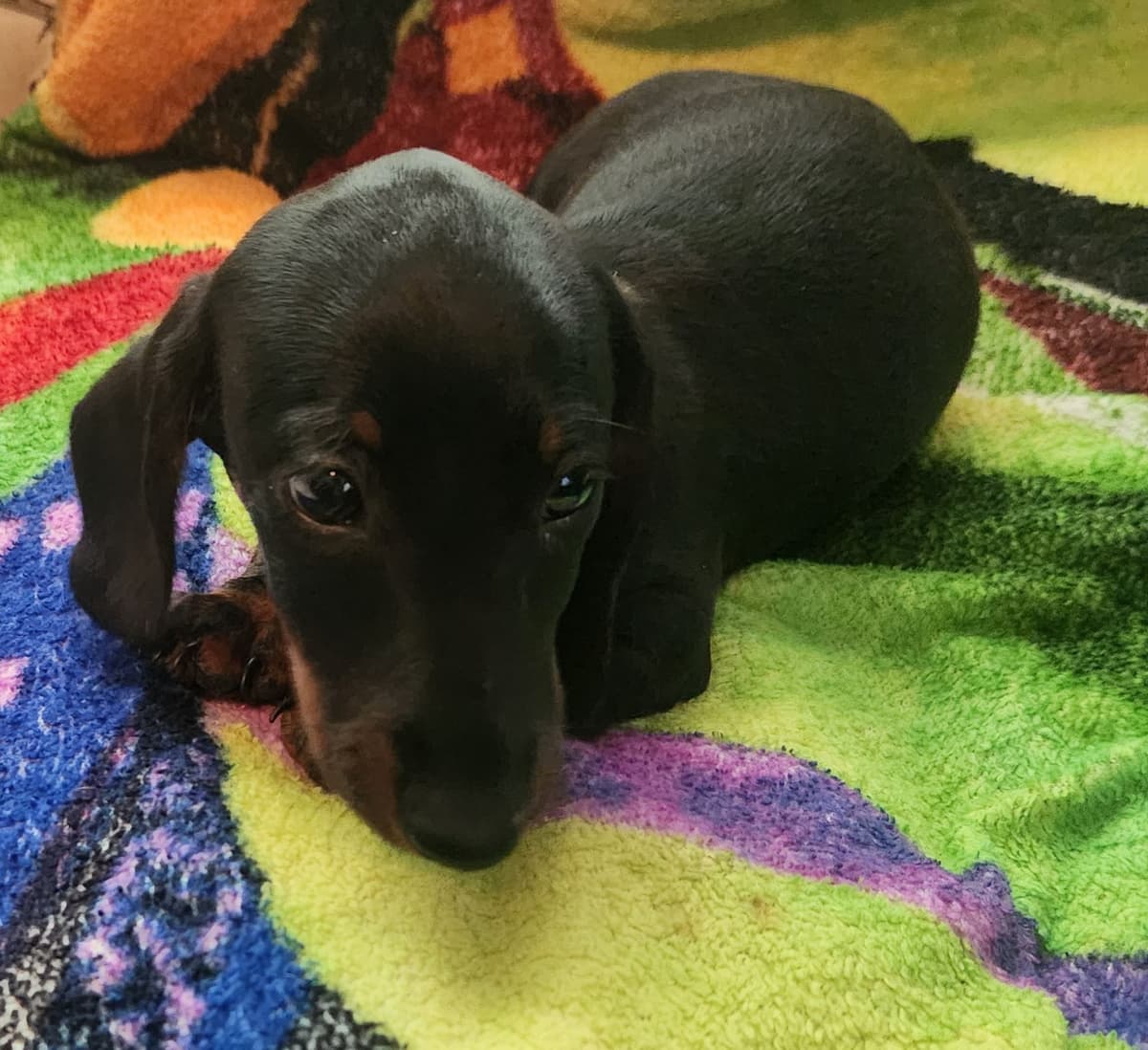 Miniature Dachshund Puppies breeder image 19