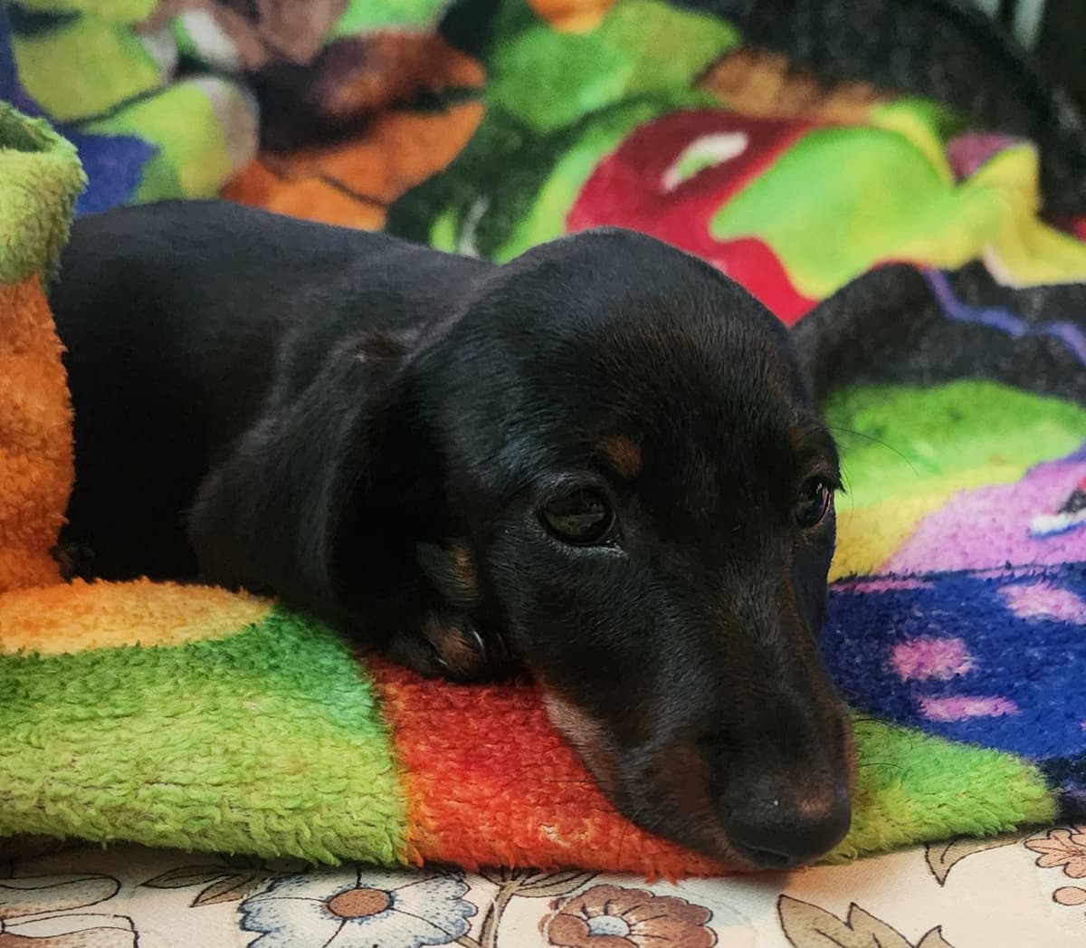 Miniature Dachshund Puppies breeder image 20