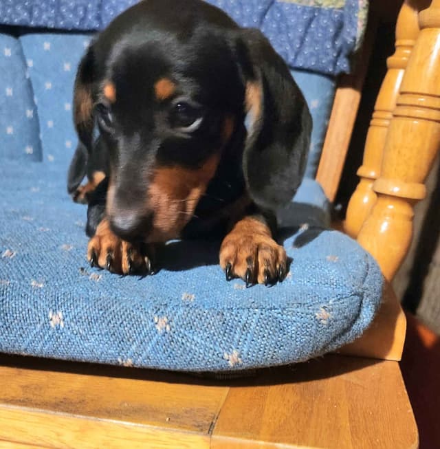Miniature Dachshund Puppies media 2