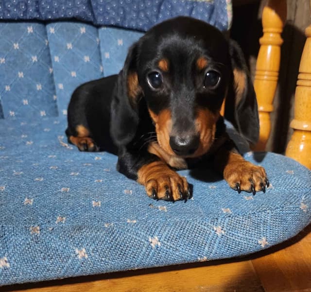 Miniature Dachshund Puppies media 3