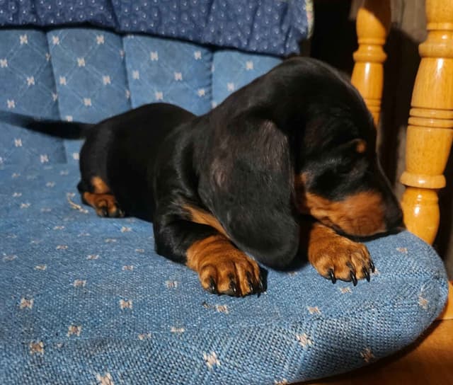 Miniature Dachshund Puppies media 4