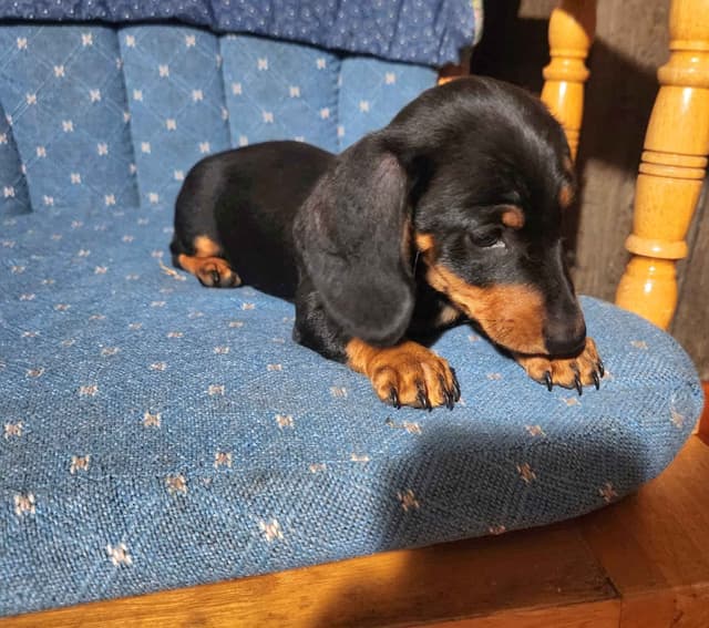 Miniature Dachshund Puppies media 5
