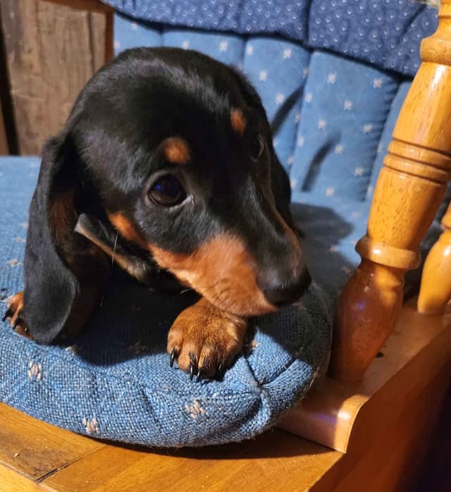 Miniature Dachshund Puppies media 6