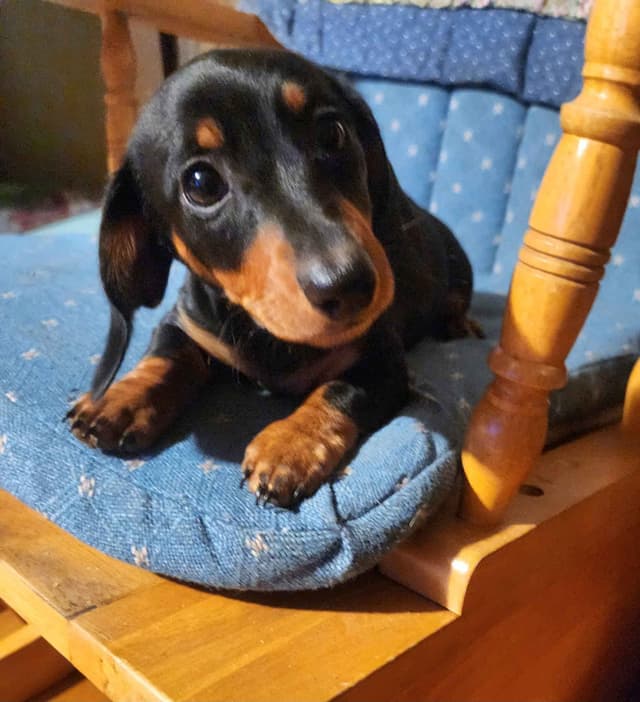 Miniature Dachshund Puppies media 7
