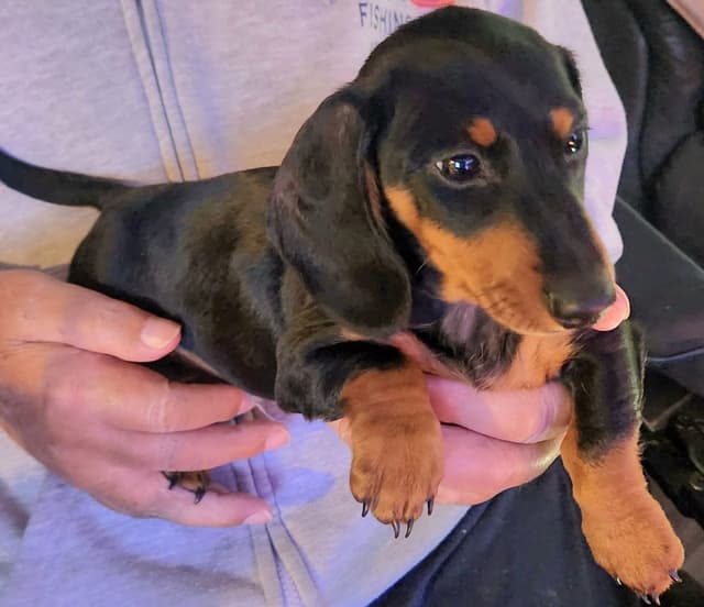 Miniature Dachshund Puppies media 9