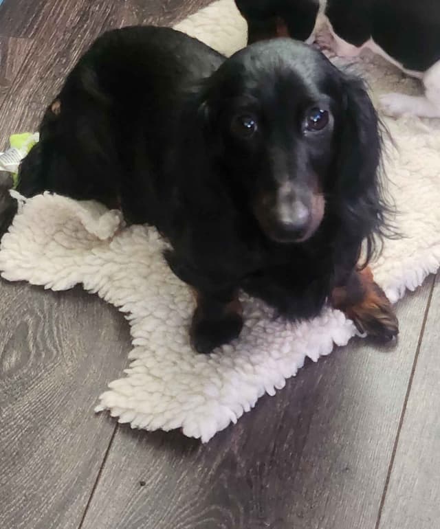 Miniature Dachshund Puppies media 10