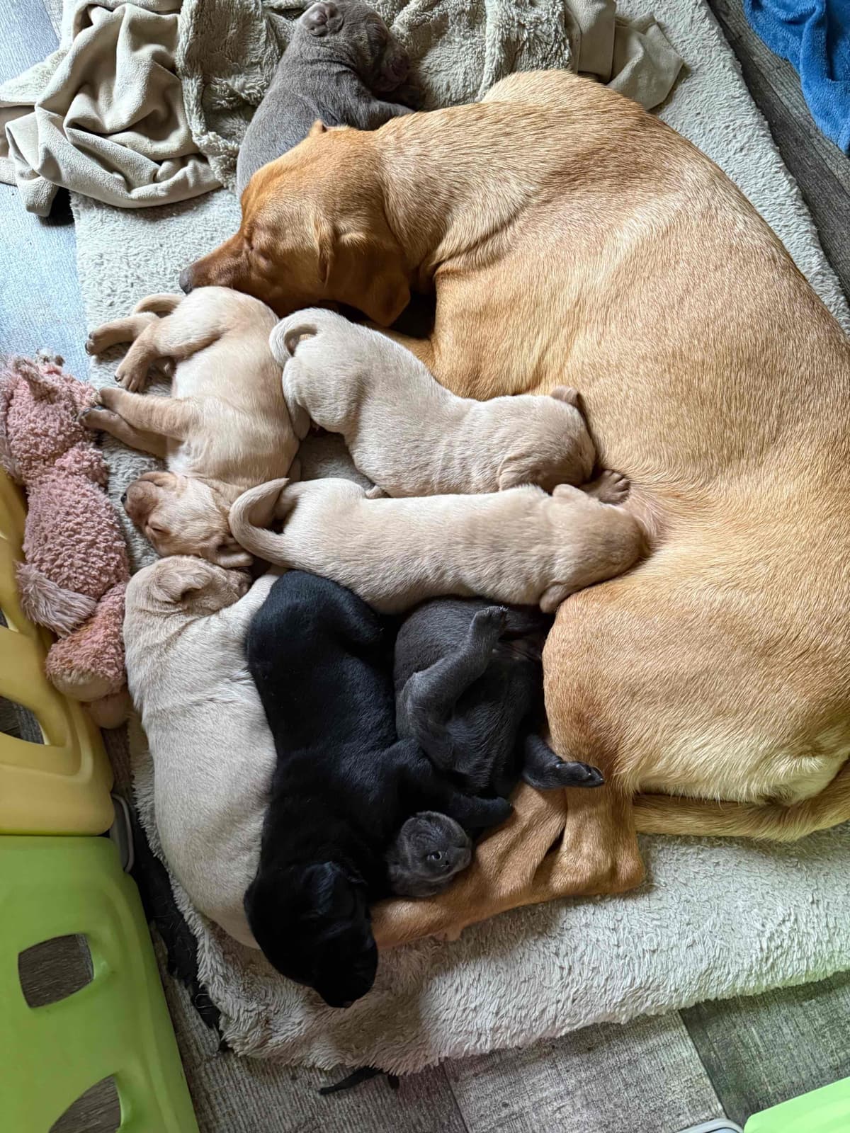 Labrador Retriever Puppies breeder image 2