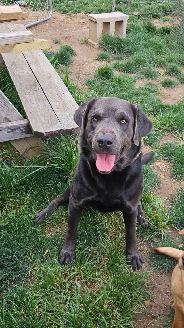Labrador Retriever Puppies media 10