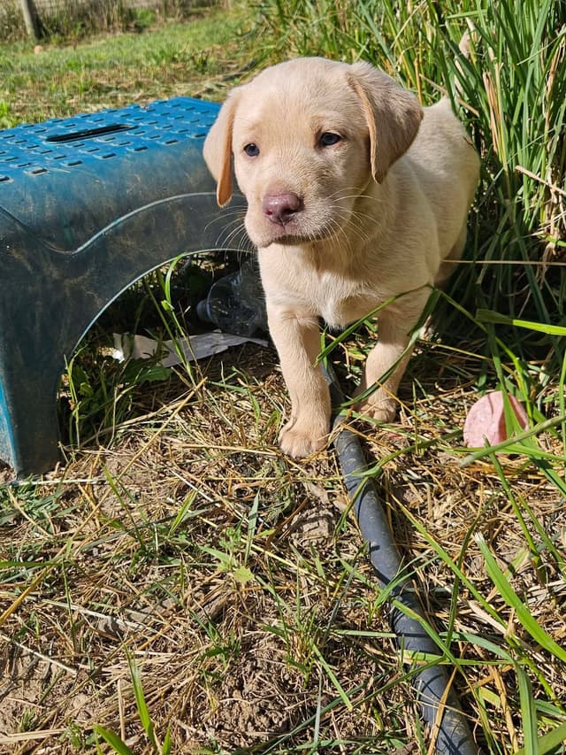 Labrador Retriever Puppies media 13
