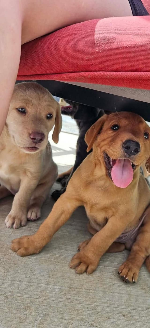 Labrador Retriever Puppies media 5