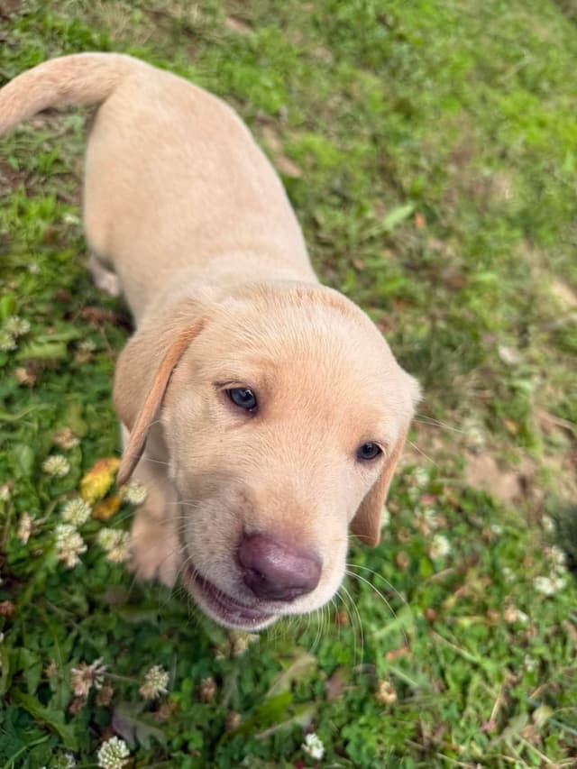 Labrador Retriever Puppies media 4