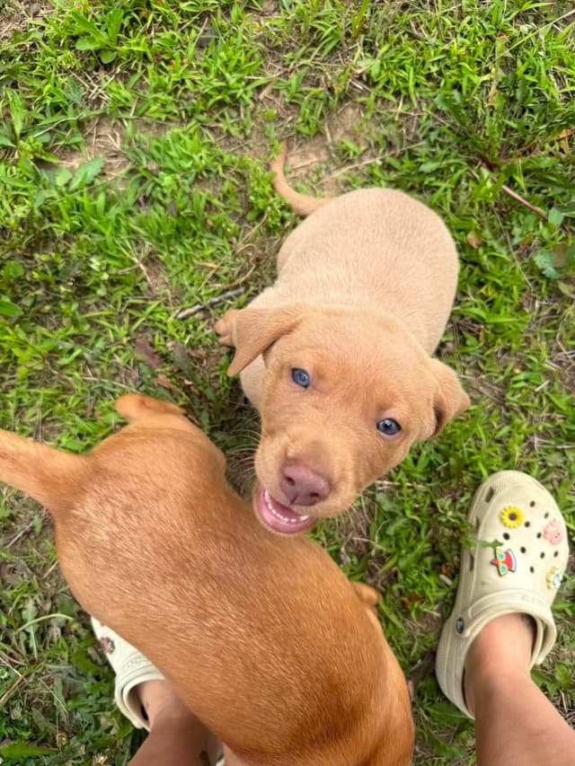 Labrador Retriever Puppies media 3