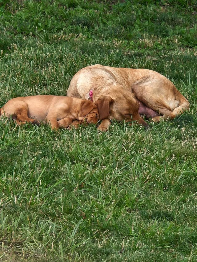 Labrador Retriever Puppies media 8