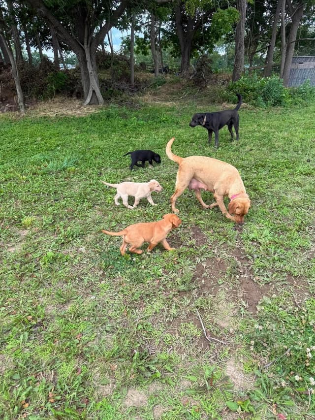 Labrador Retriever Puppies media 7