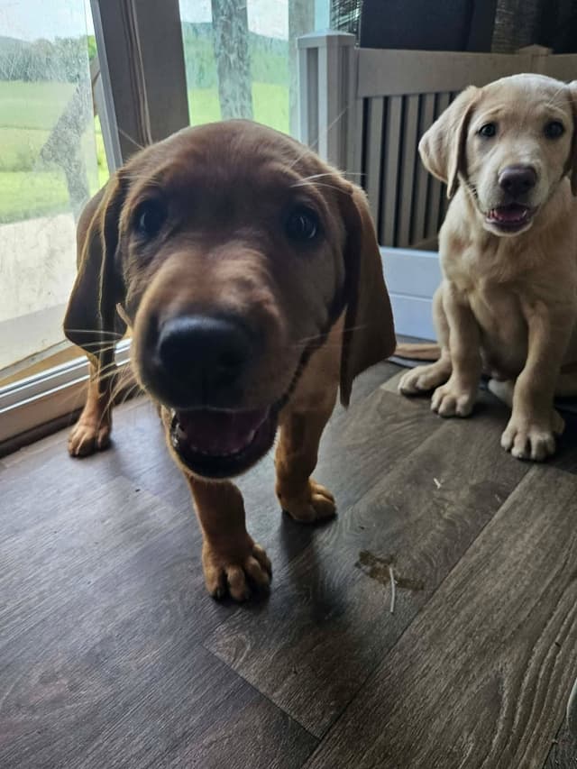 Labrador Retriever Puppies media 2