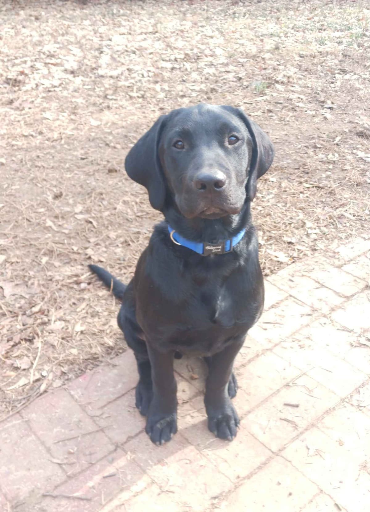 Labrador Retriever Puppies breeder image 1