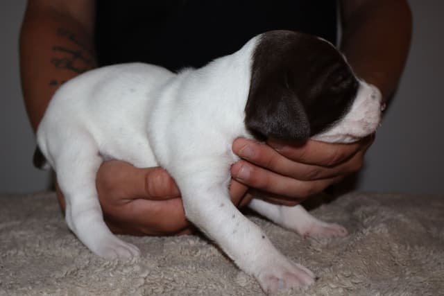 German Shorthaired Pointer Puppies media 2