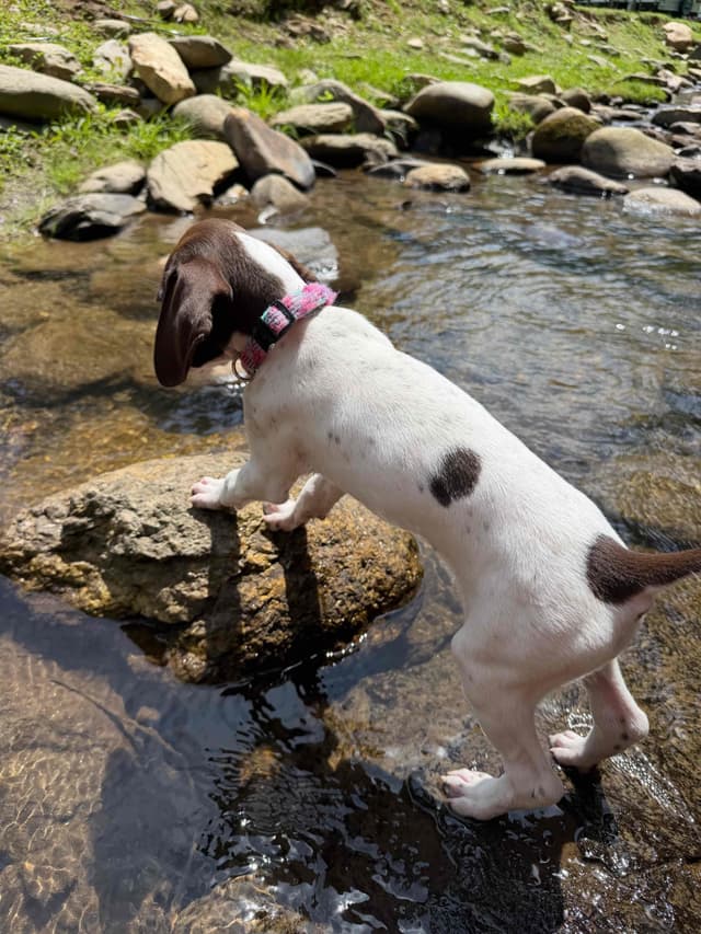 German Shorthaired Pointer Puppies media 3