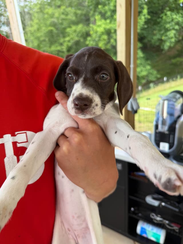 German Shorthaired Pointer Puppies media 4
