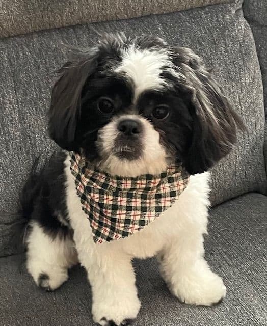 Shih Tzu Puppies breeder image 2