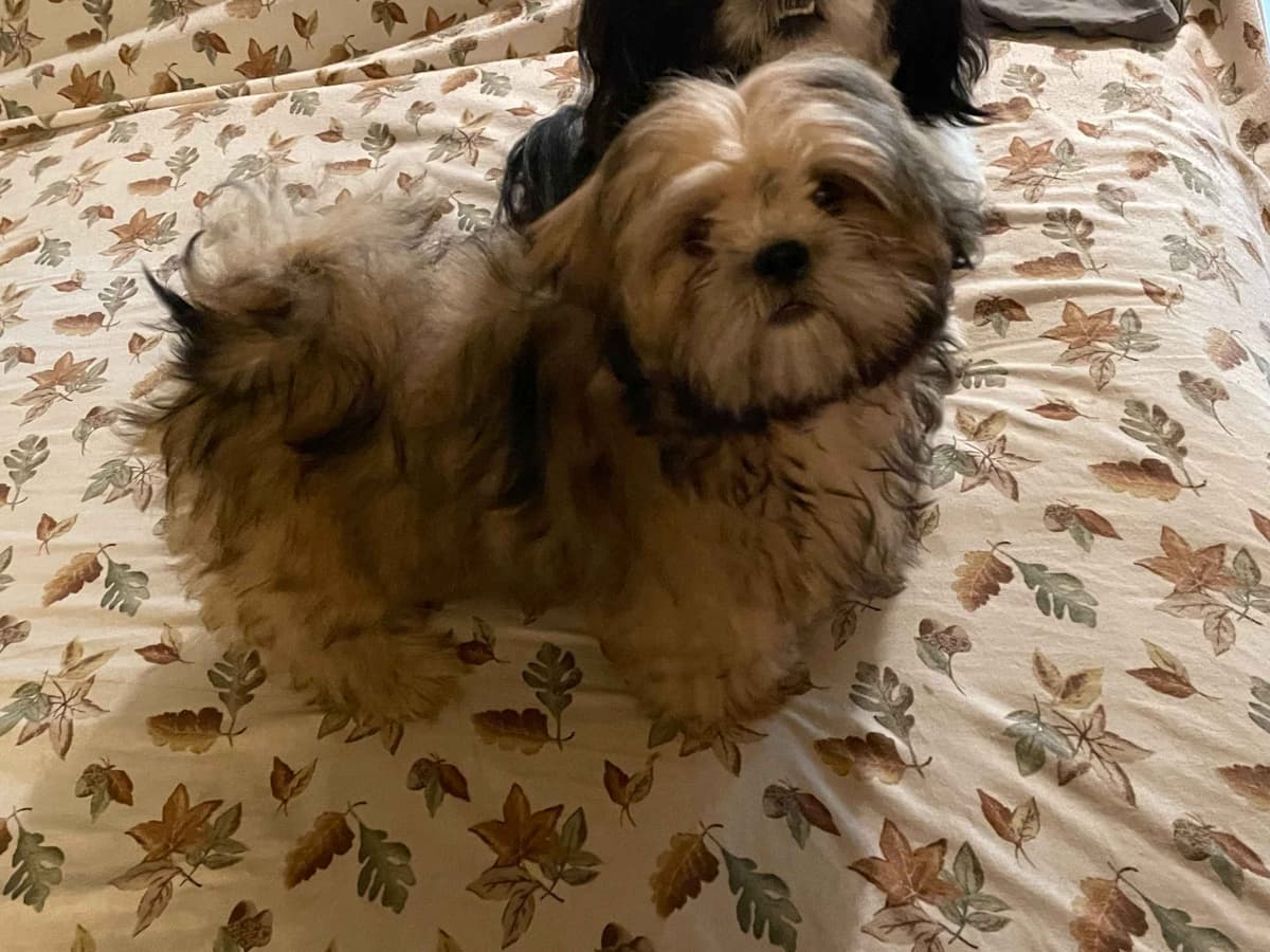 Shih Tzu Puppies breeder image 3