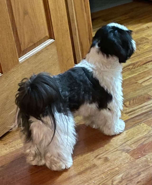 Shih Tzu Puppies media 2