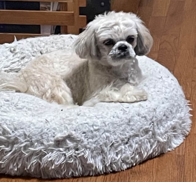 Shih Tzu Puppies media 3
