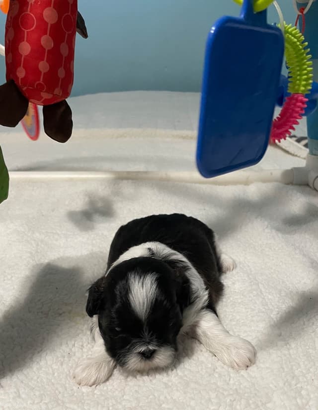 Shih Tzu Puppies media 4