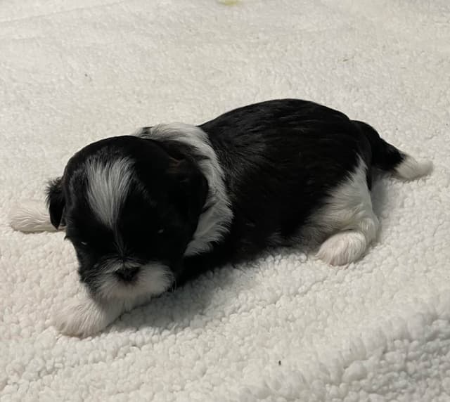 Shih Tzu Puppies media 5