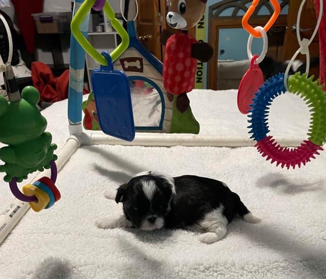 Shih Tzu Puppies media 6