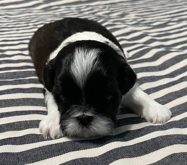 Shih Tzu Puppies media 7