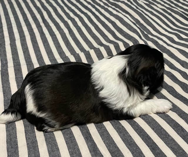 Shih Tzu Puppies media 8