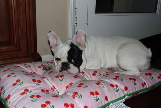 French Bulldog Puppies media 2