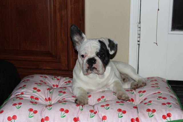 French Bulldog Puppies media 3