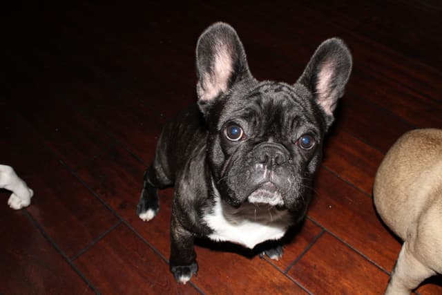 French Bulldog Puppies media 4