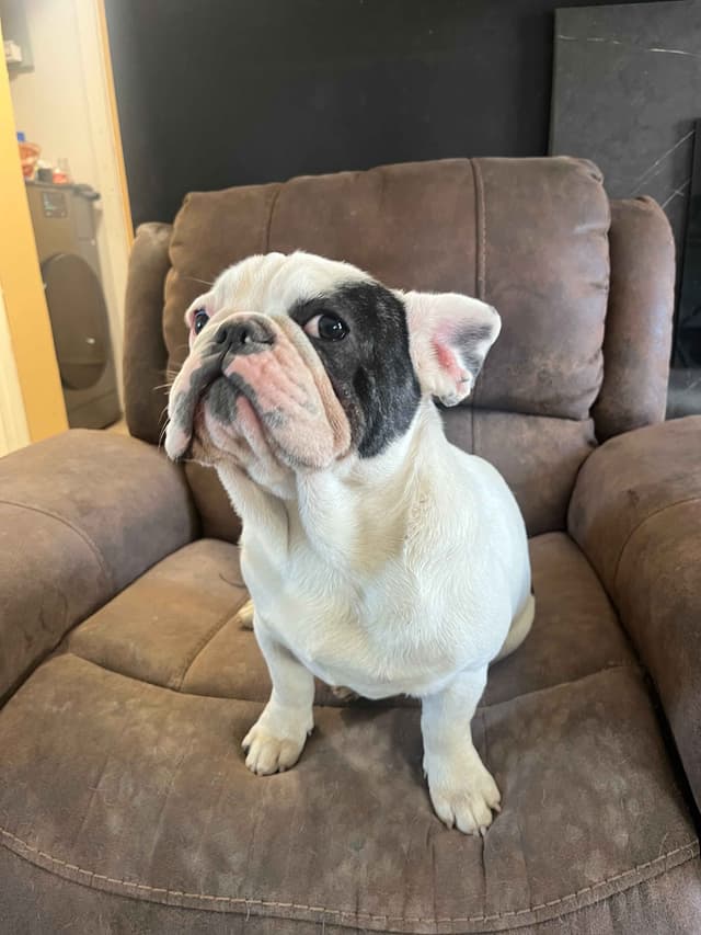 French Bulldog Puppies media 5