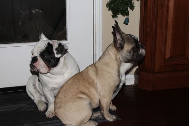 French Bulldog Puppies media 6