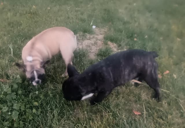 French Bulldog Puppies media 7