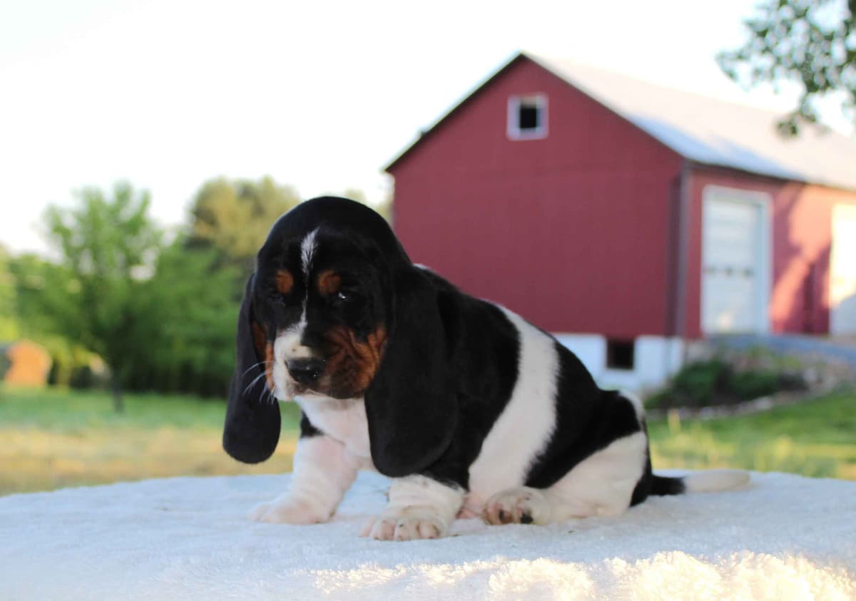 Basset Hound Puppies breeder image 1