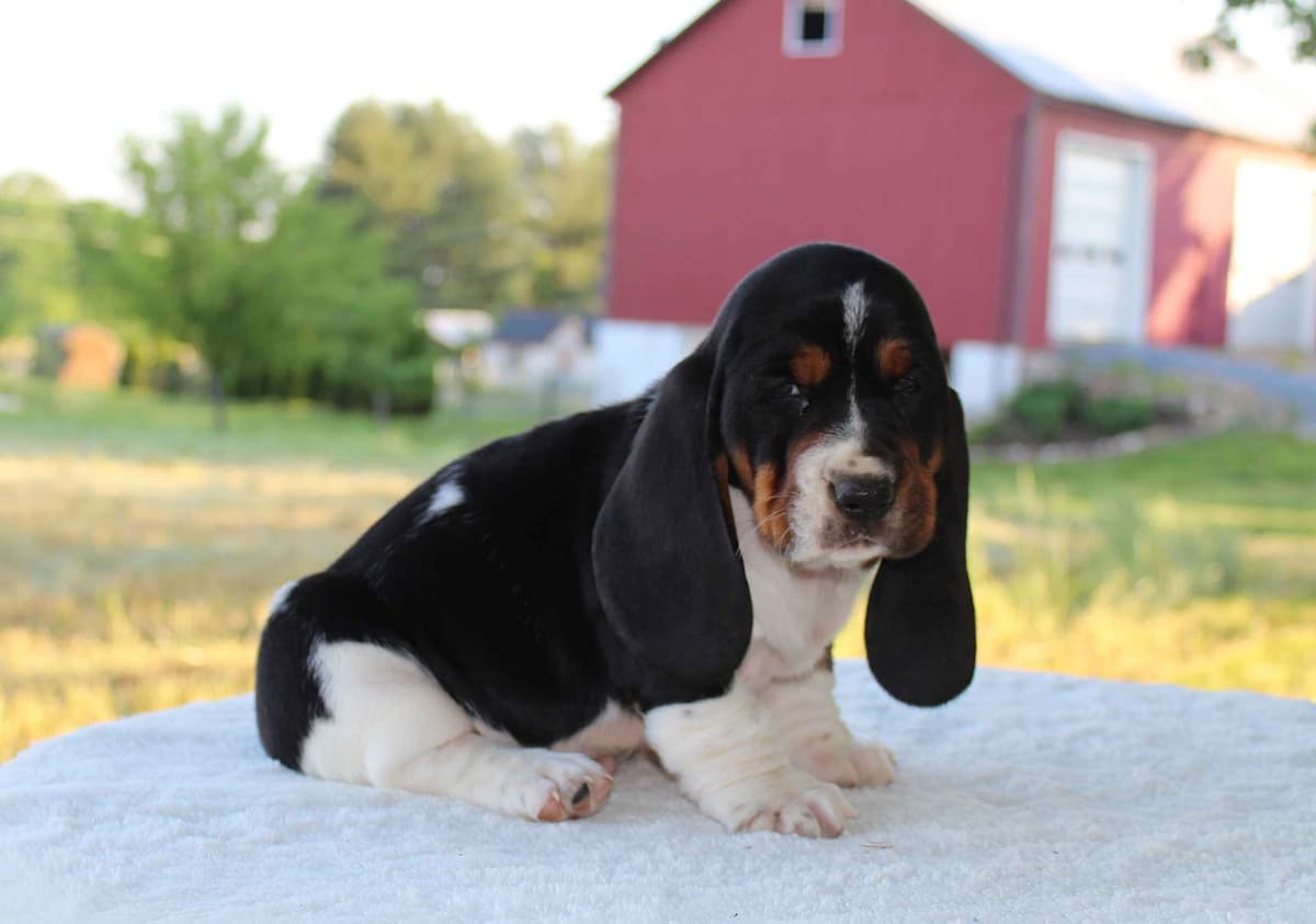 Basset Hound Puppies breeder image 2