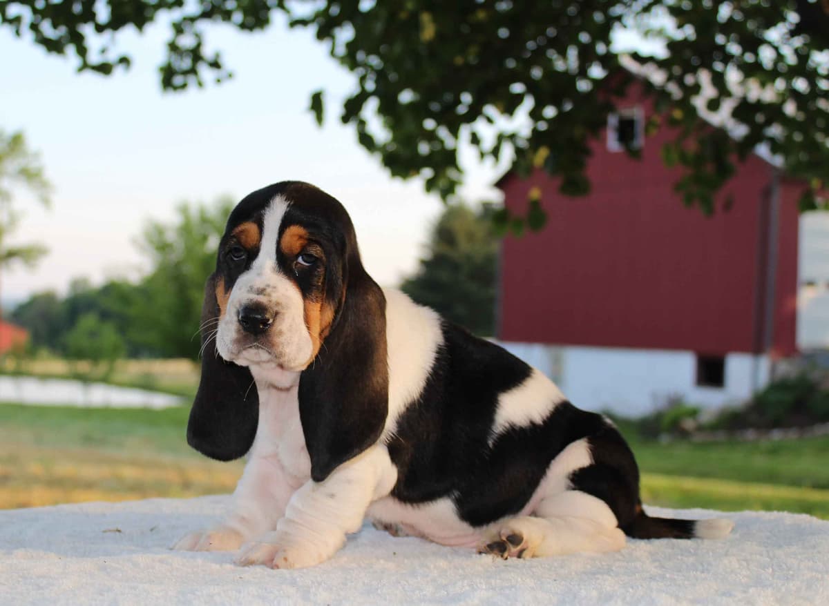 Basset Hound Puppies breeder image 11