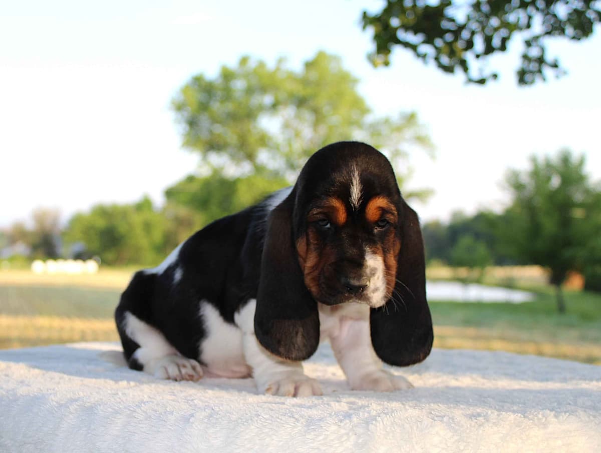 Basset Hound Puppies breeder image 8