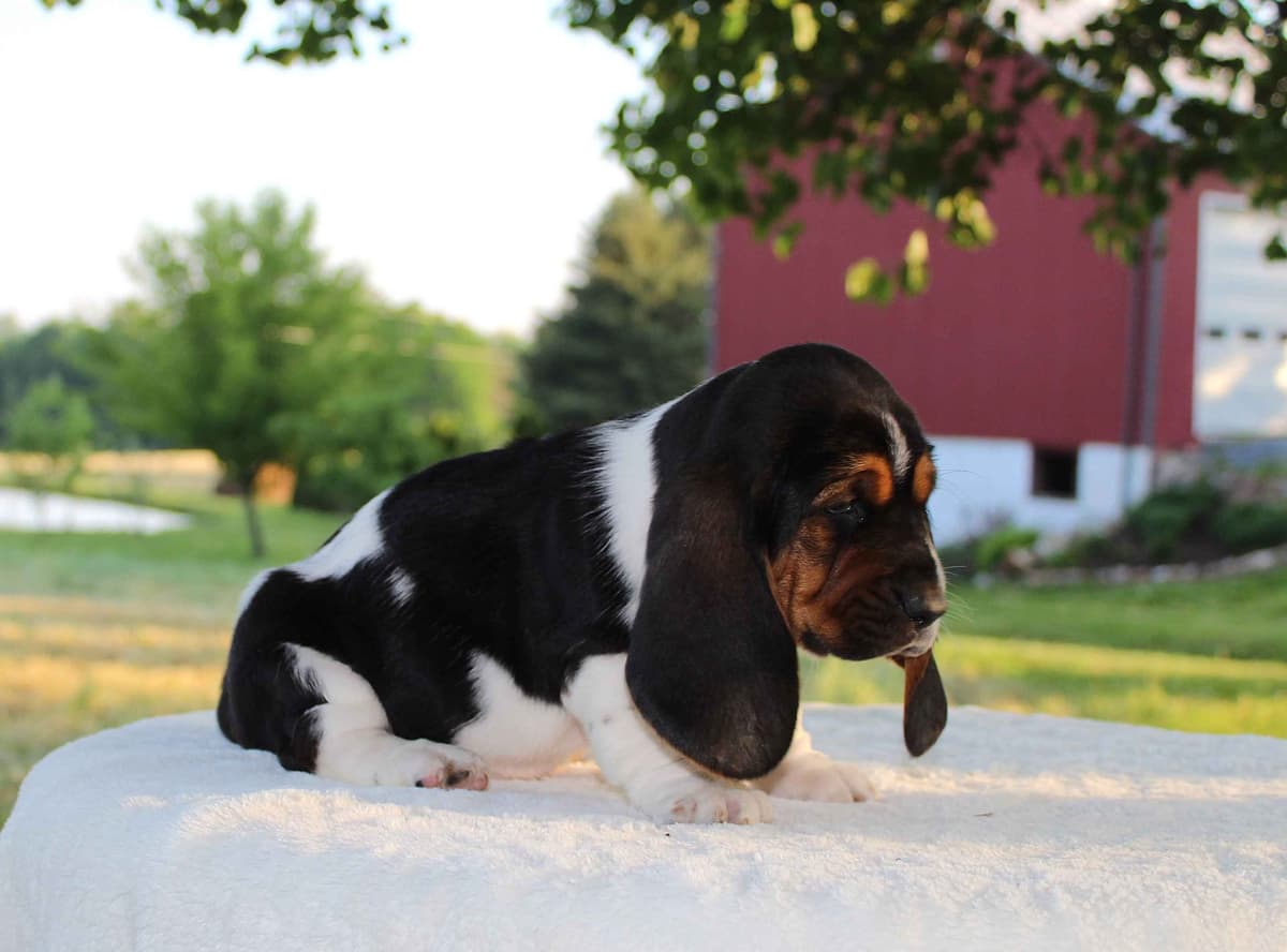Basset Hound Puppies breeder image 7