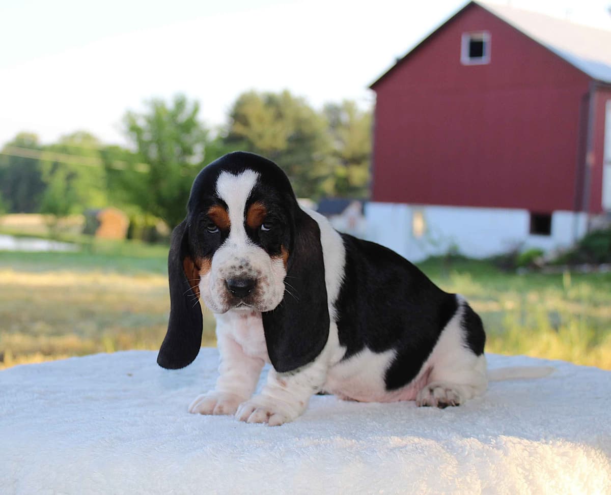 Basset Hound Puppies breeder image 13