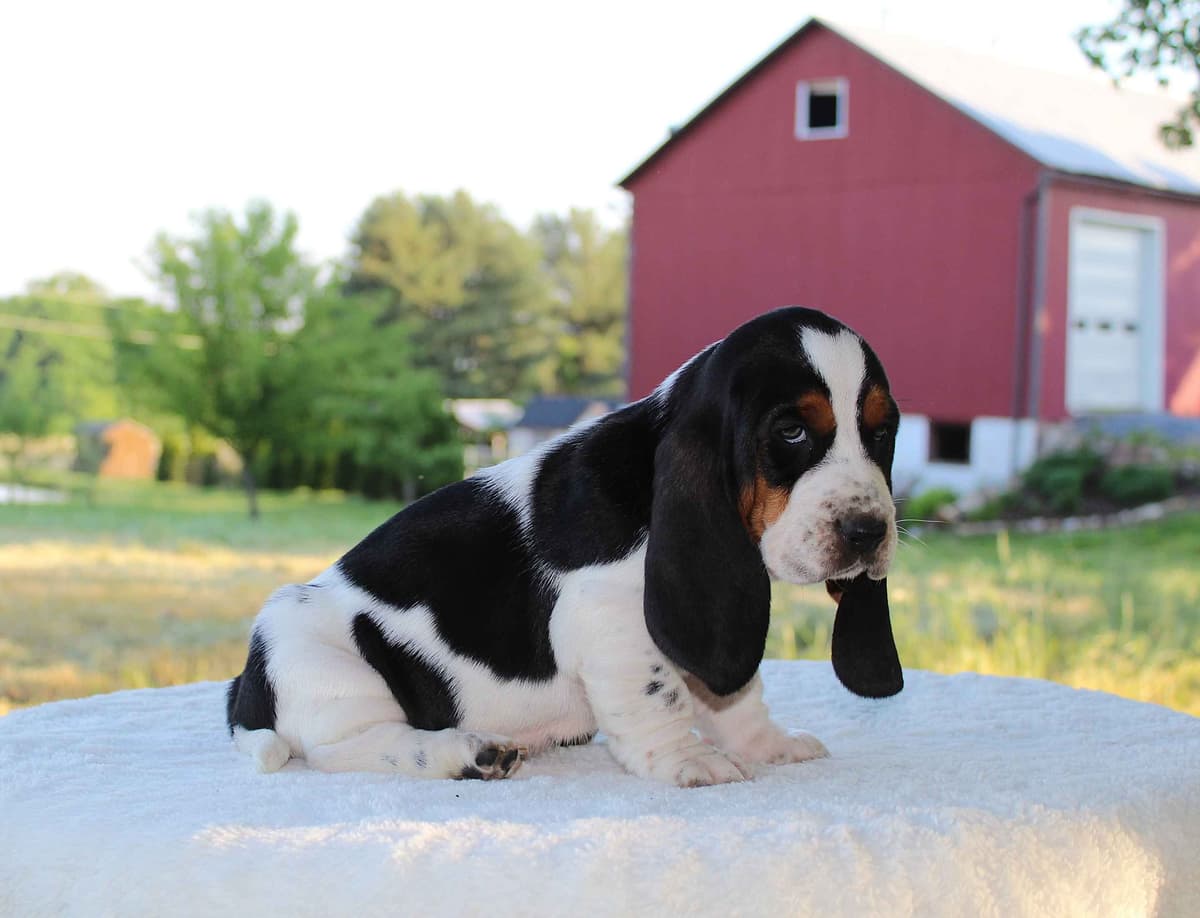 Basset Hound Puppies breeder image 15