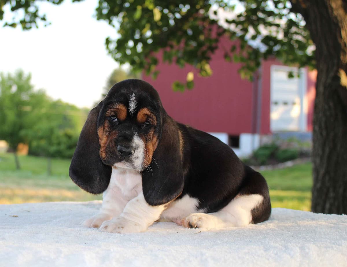 Basset Hound Puppies breeder image 9