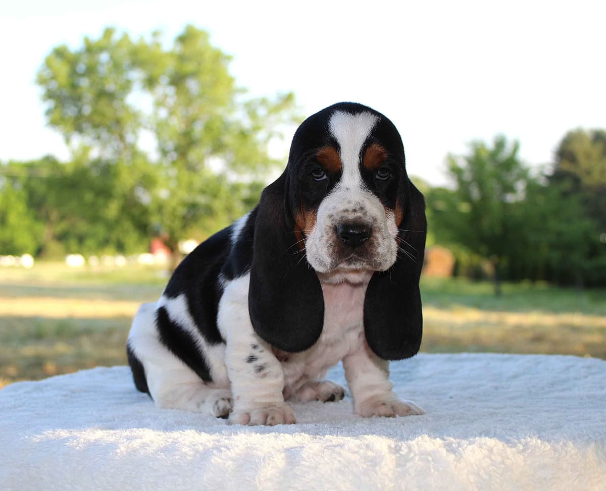 Basset Hound Puppies breeder image 14